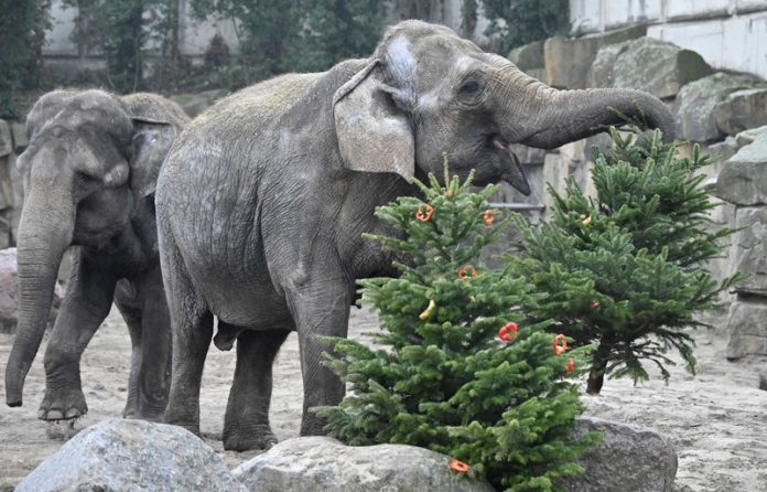 Zo geef je een kerstboom een tweede leven