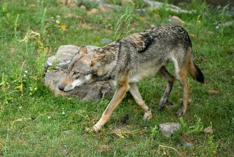 Sporen van tweede wolf in Vlaanderen ontdekt in Oudsbergen