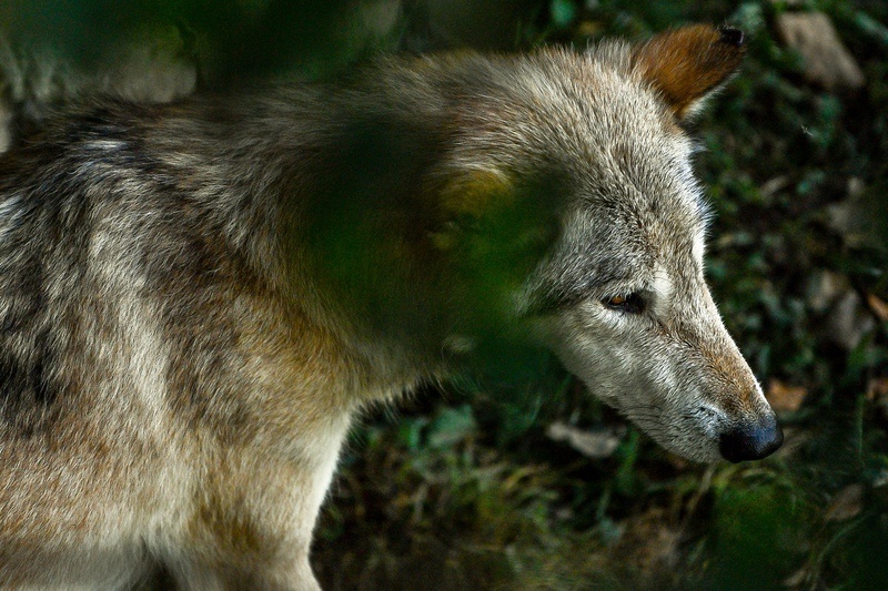 Nieuwe wolf duikt op in Antwerpse Kempen
