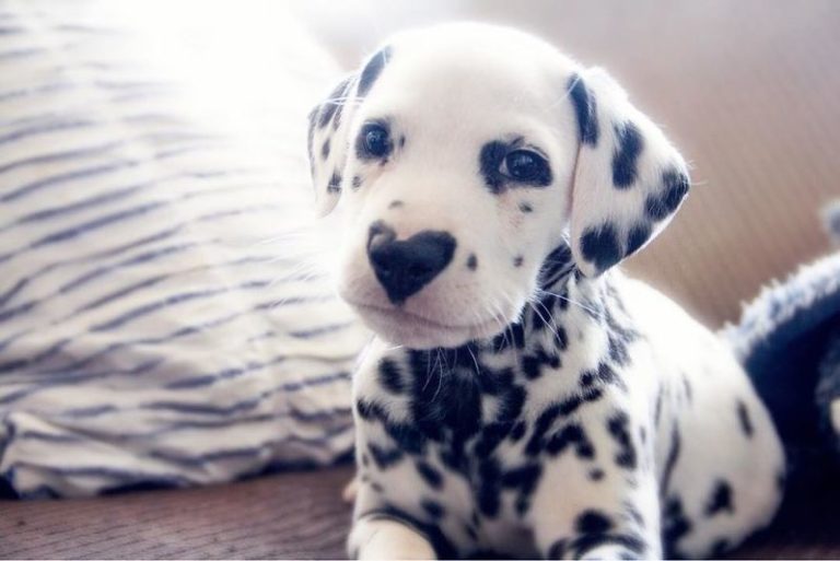 IN BEELD. Deze puppy steelt alle harten met z’n neusje