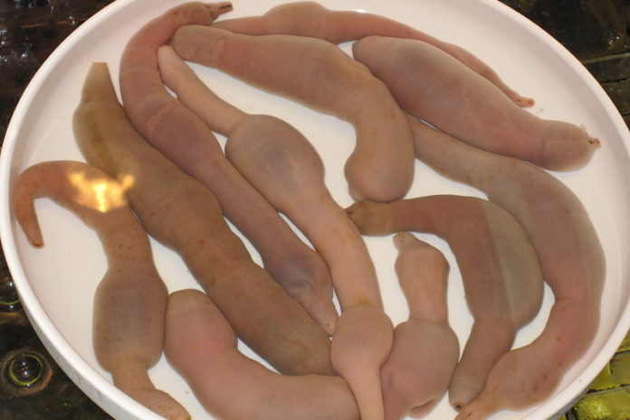 BIZAR. Amerikaans strand wordt overspoeld door penissen