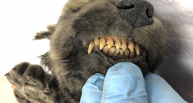 Prehistorische pup Dogor is dan toch geen hond of wolf