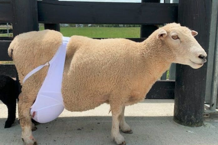 Schaap krijgt borstvoedingsbeha om probleem met uier te verhelpen