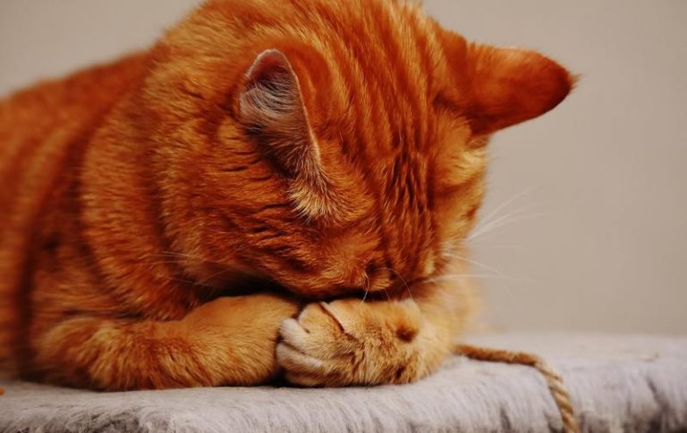 Nederlandse kat overleden na vuurwerk in achterste