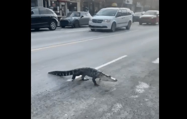 VIDEO. Vreemde voetganger in Montreal: alligator steekt de straat over