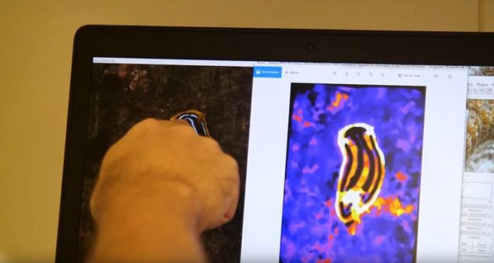 Kijk door de ogen van een goudvis dankzij nieuwe software