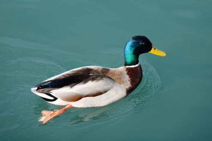BIZAR. Eend heeft zoveel seks dat zijn penis verwijderd moet worden