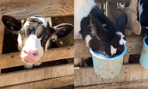 Gulzig kalfje gaat in geen tijd het internet rond (video)