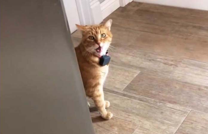VIDEO. Beleefde kat die ‘goeiedag’ zegt, gaat de wereld rond