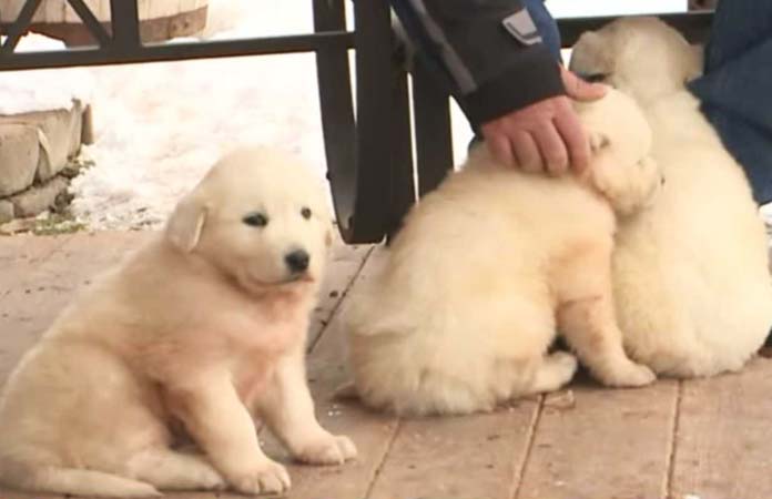 Drie puppy’s aangetroffen op wel heel akelige plaats