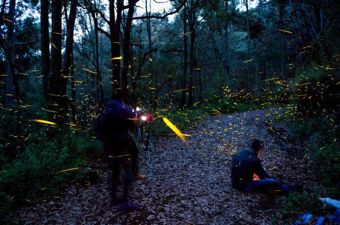 BIZAR. Vuurvlieg stopt met glimmen om zijn vroegere belager zelf op te eten