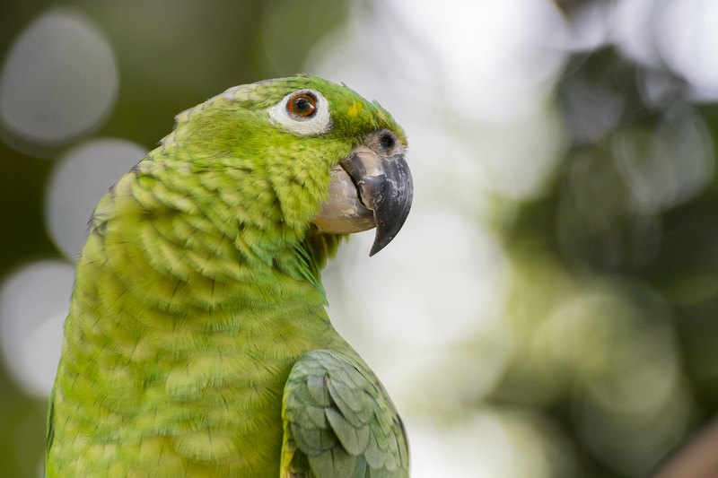 BIZAR. Buurvrouw hoort noodkreten en belt politie, maar niets is wat het lijkt