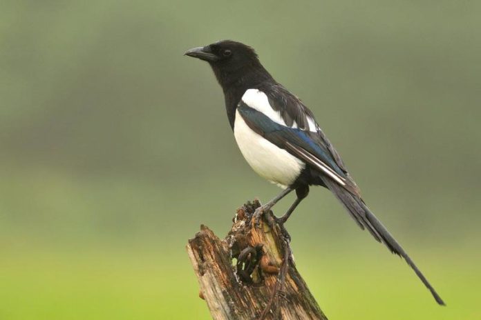Het Grote Vogelweekend staat voor de deur: doe mee met dit handige overzicht!