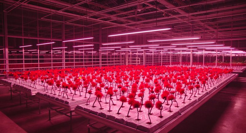 MOVIES. Regisseur Jessica Hausner houdt ons een spiegel voor in het bijzonder welriekende ‘Little Joe’