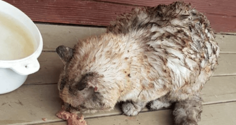 Kat staat op uit de doden te midden van Australische bosbranden