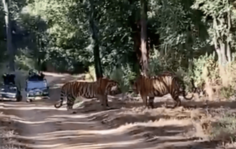 VIDEO. Tijgers scheuren elkaar aan stukken in imposant gevecht