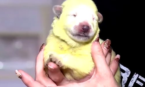 Internet in de ban van ‘Hulk’, de LIMOENGROENE puppy (video’s)