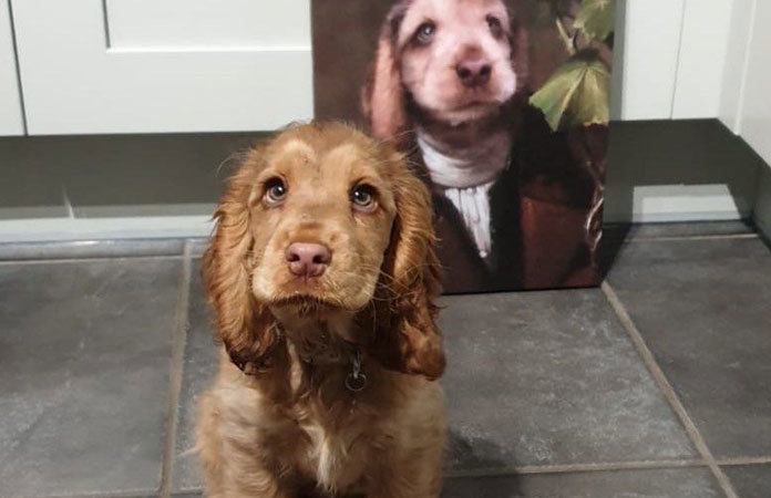 Hond met ‘mooiste ogen ter wereld’ verbaast internet: “Lijkt op een Disneyprinses”