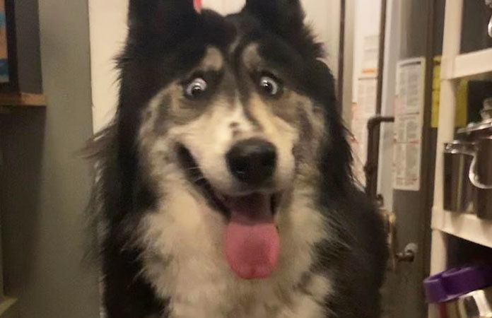 Hond die achtergelaten werd omwille van ‘raar’ uiterlijk, vindt nieuw baasje
