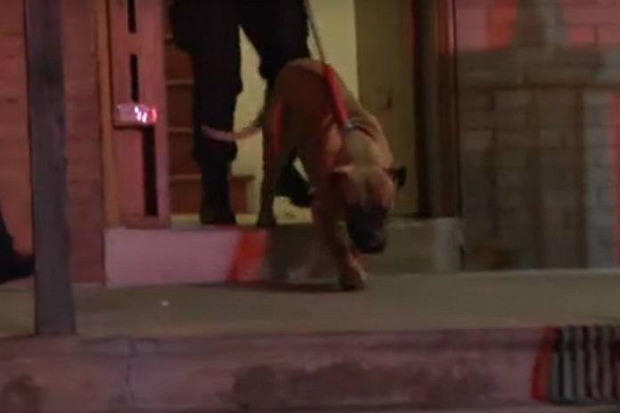 WTF. Uitgehongerde honden peuzelen overleden baasje op