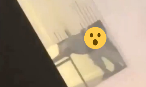 WOOPS: Hitsige studenten betrapt tijdens vrijpartij in studieruimte van universiteit (NSFW-video)