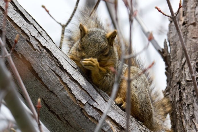 Daarom mag je je neus niet dichthouden als je niest