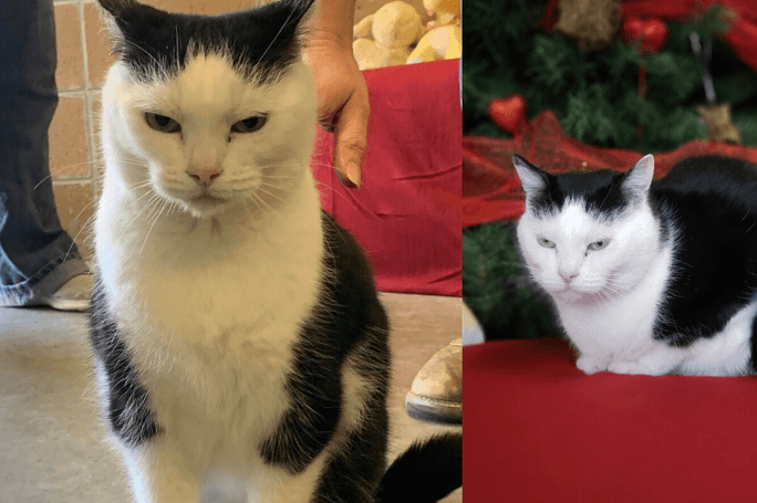 Stoutste kat ter wereld vindt nieuwe thuis