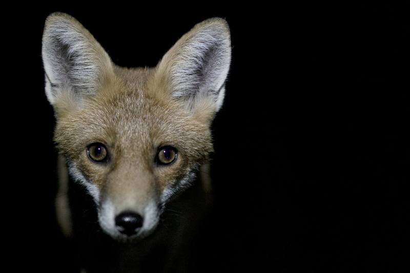 BIZAR. Verdwaalde vos veroorzaakt opschudding in Brits parlement
