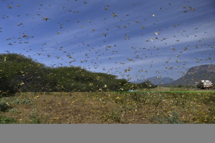 Pakistan wil met deze dieren de sprinkhanenplaag bestrijden