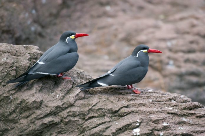 Exotische vogels ontsnapt uit Planckendael: “Vang ze niet zelf”