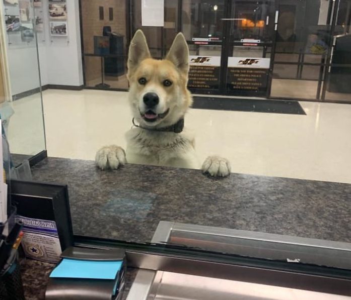 Hond geeft zichzelf aan in politiekantoor