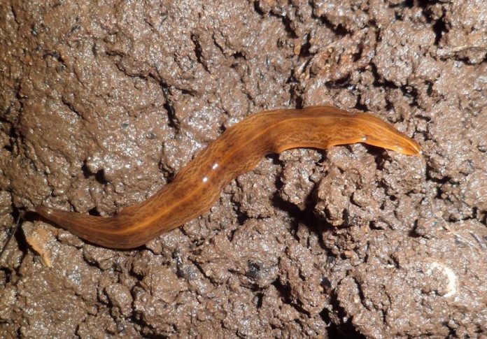 BIZAR. Platte worm brengt ons ecosysteem in gevaar