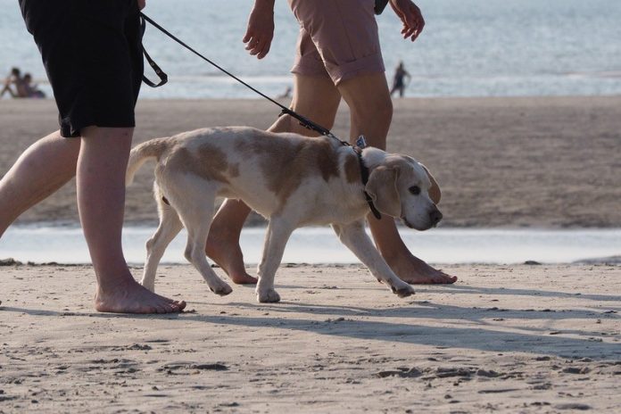 Middelkerke verwelkomt eerste hondenstrand van België