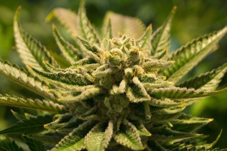 Cannabis maakt je gevoeliger voor valse herinneringen