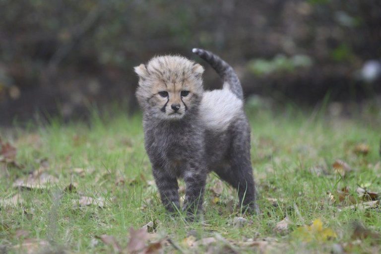 Twee jachtluipaardwelpjes geboren dankzij wetenschappelijke innovatie