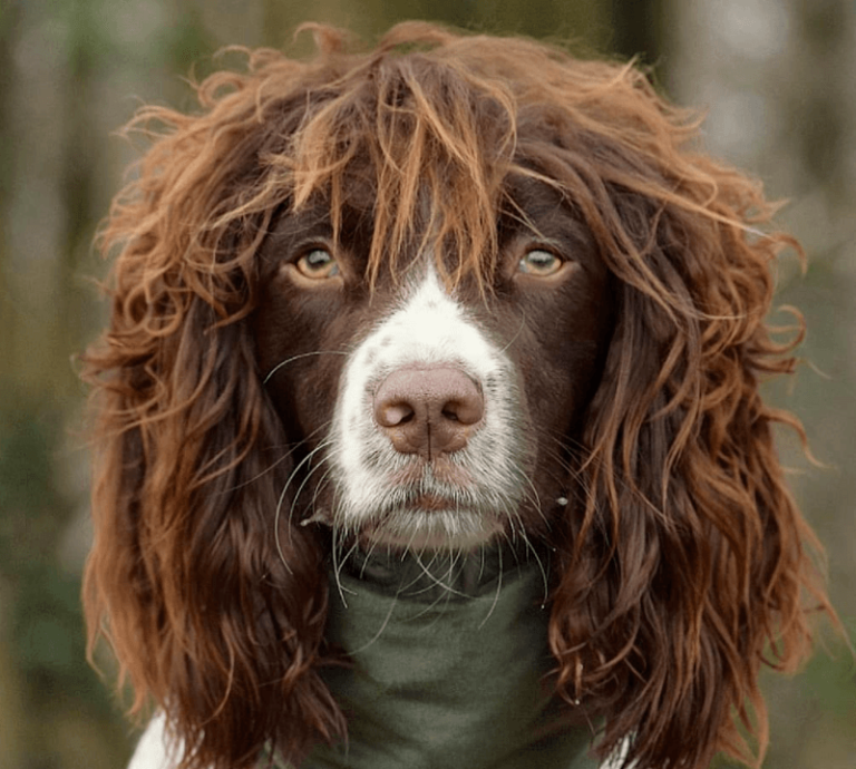 Deze hond met “rockster-looks” heeft nooit een bad hair day