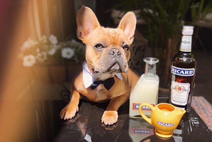 Dit effect heeft alcohol op je hond