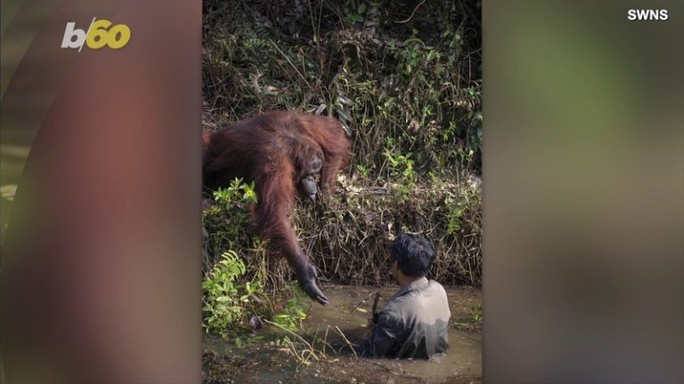 VIDEO. Orang-oetang ‘redt’ man uit rivier