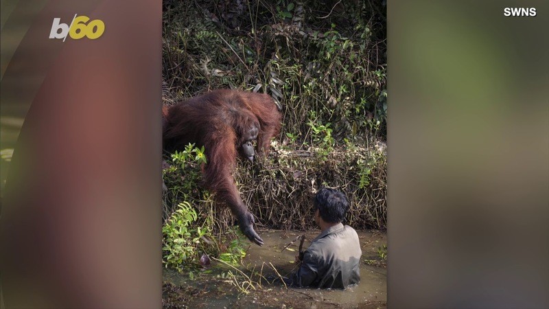 VIDEO. Orang-oetang ‘redt’ man uit rivier