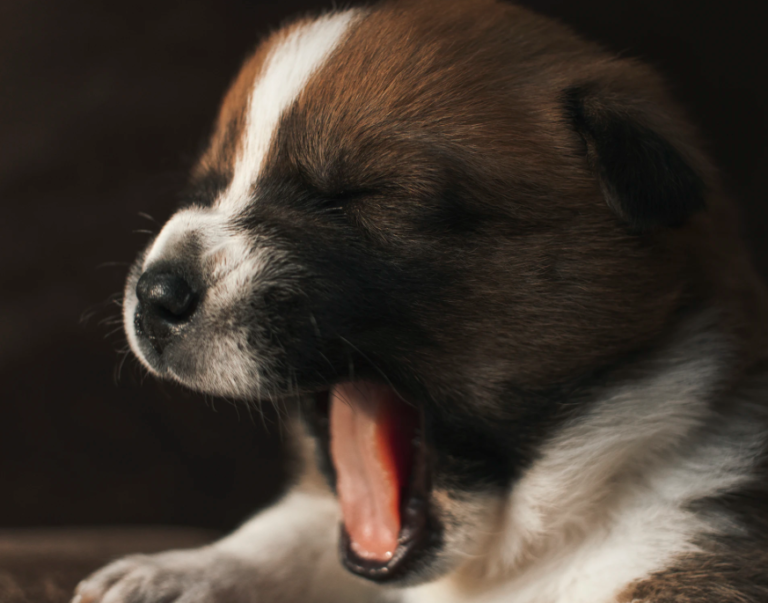 Honden imiteren ons wanneer we geeuwen