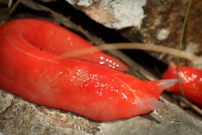 Bizar: Noodweer in Australië brengt opvallende naaktslak aan oppervlakte