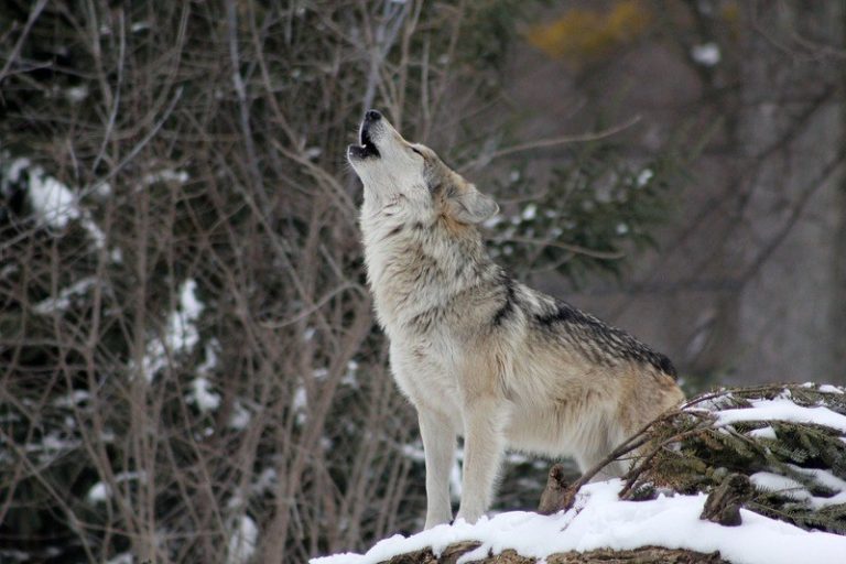 Krijgen wolf August en wolvin Noëlla dit jaar welpjes?