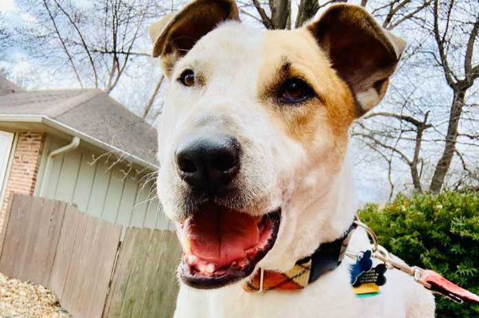 LIEF. Hond na bijna zes jaar in asiel eindelijk geadopteerd