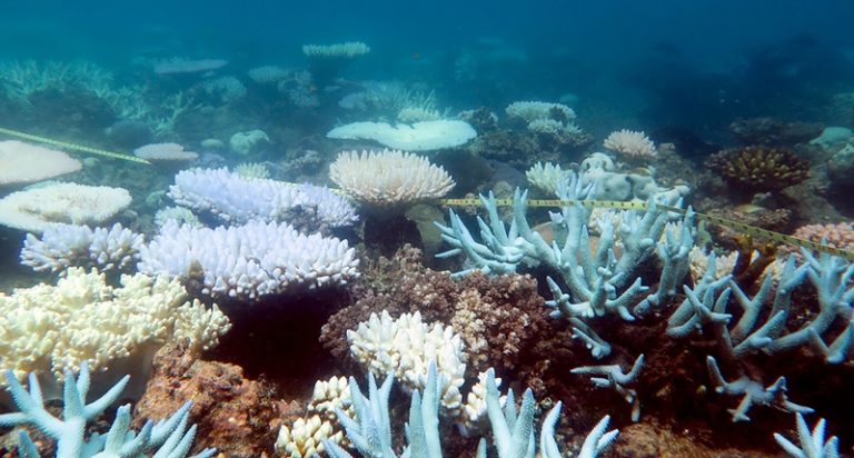 Great Barrier Reef derde keer op vijf jaar tijd massaal verbleekt