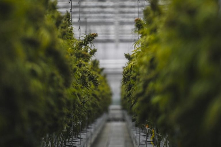 Verkoop van cannabis explosief toegenomen in Canada