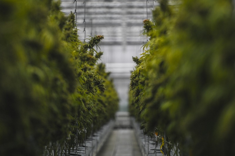 Verkoop van cannabis explosief toegenomen in Canada