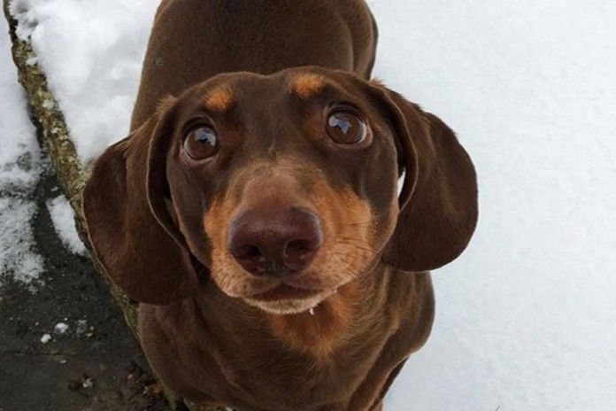 Té blije hond verrekt staart bij het kwispelen