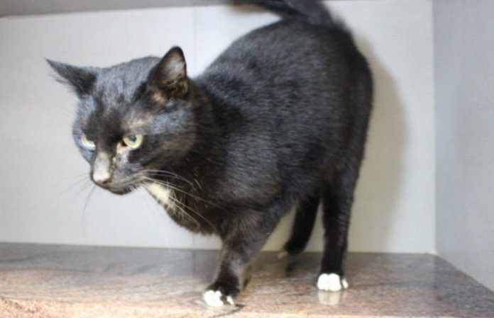 Op tram achtergelaten kat vindt nieuwe thuis