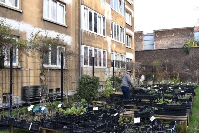 La Pousse qui Pousse: stadstuinieren voor beginners