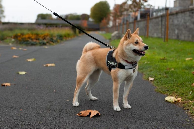 VIDEO. Op deze inventieve manier kan je je hond uitlaten